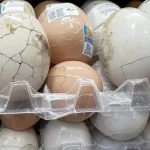 Alerta por nuevo brote de salmonela en paquetes de huevo: FDA