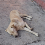 Llaman a proteger a mascotas y animales callejeros ante el intenso calor en Saltillo