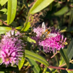 Aumentan atenciones por ataques de abejas en Coahuila; llaman a reportar enjambres al 911
