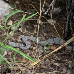 Llaman a proteger la fauna y evitar ataques contra serpientes y otras especies en Saltillo