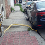 Aseguran pitón albina tras ser localizada en calles del Centro de Saltillo