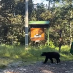 Oso sorprende a maratonistas en Arteaga y obliga a detener recorrido
