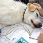 Dignidad Animal realizará jornada de esterilización para perros y gatos en Saltillo